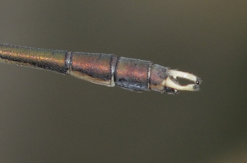 Chalcolestes parvidens